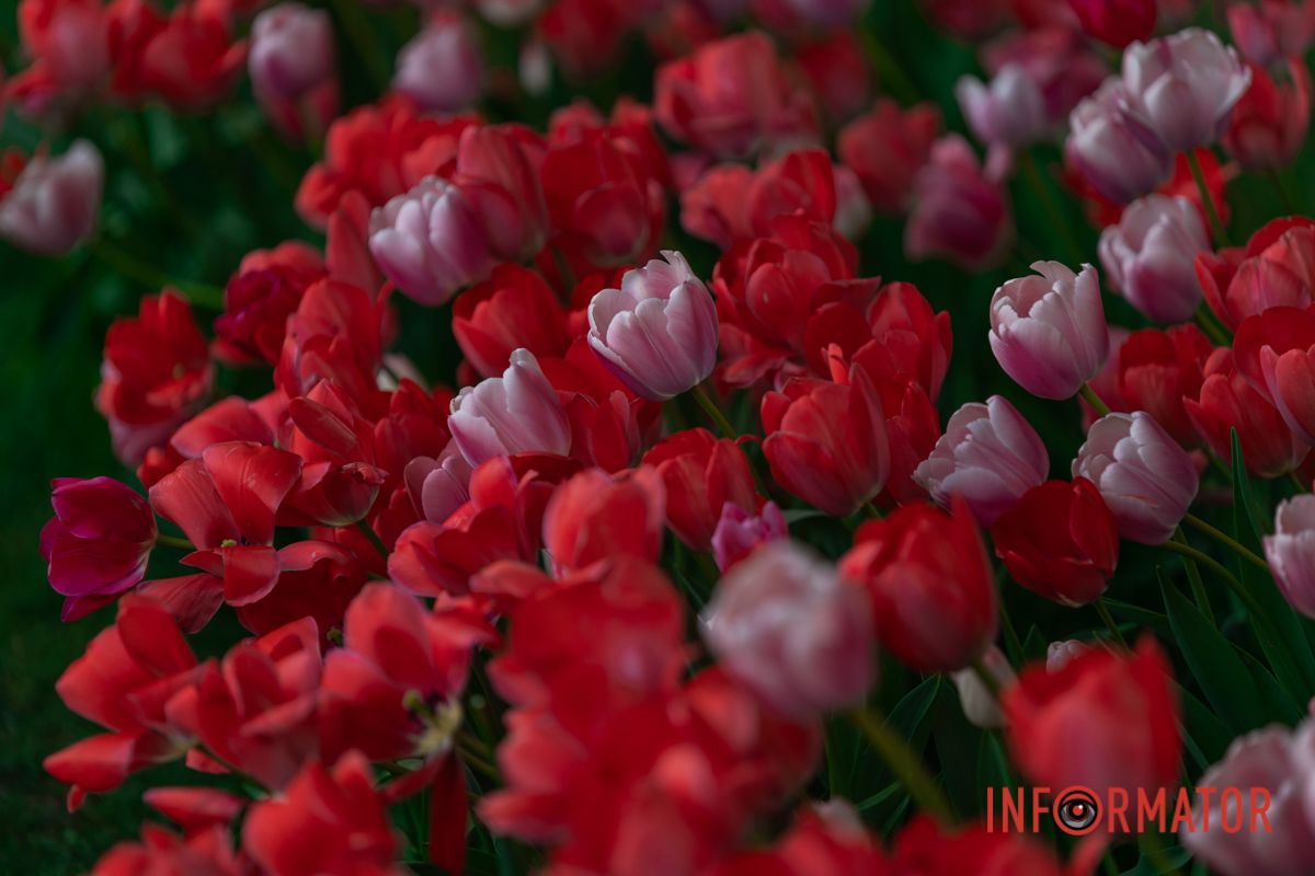 Фото: Денис Чубченко 