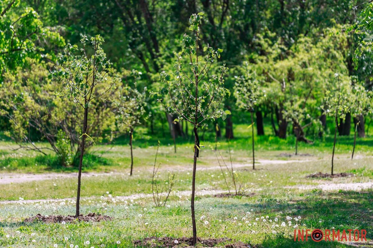 Дерева висадили навпроти будинку 