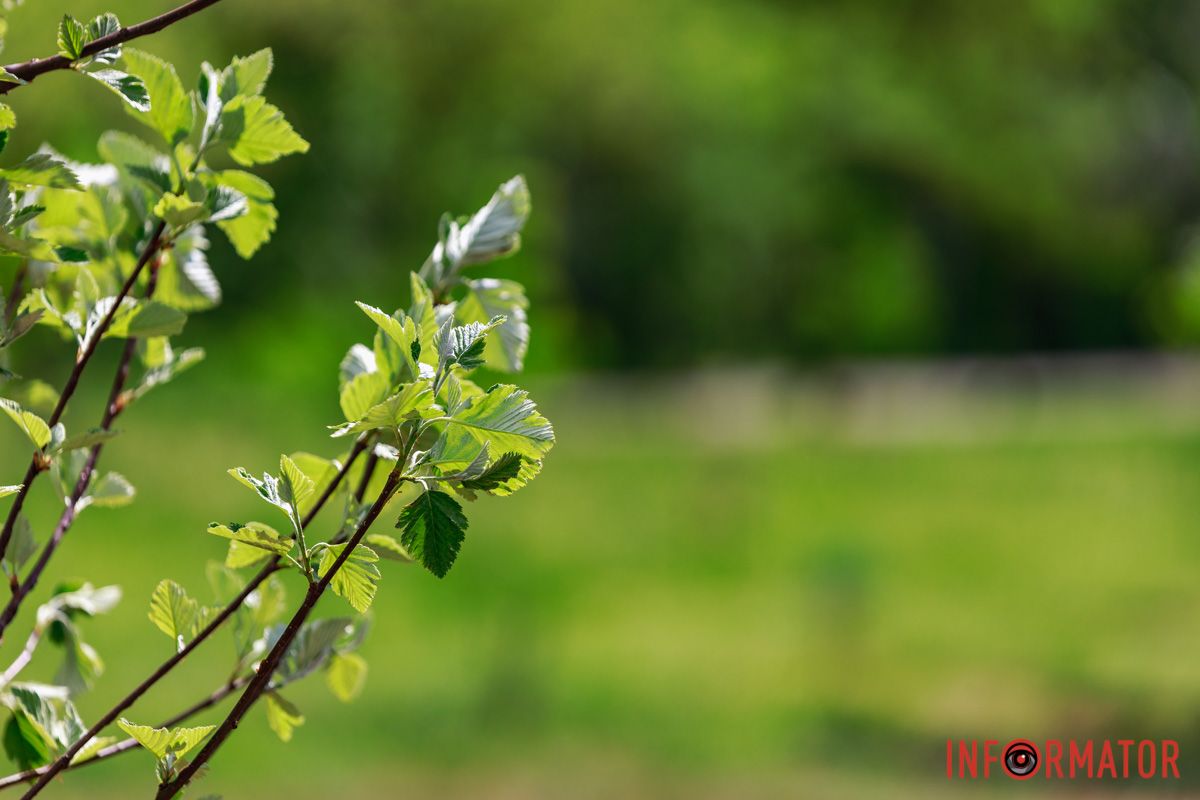 Тут висадили 55 горбин та 35 форзицій