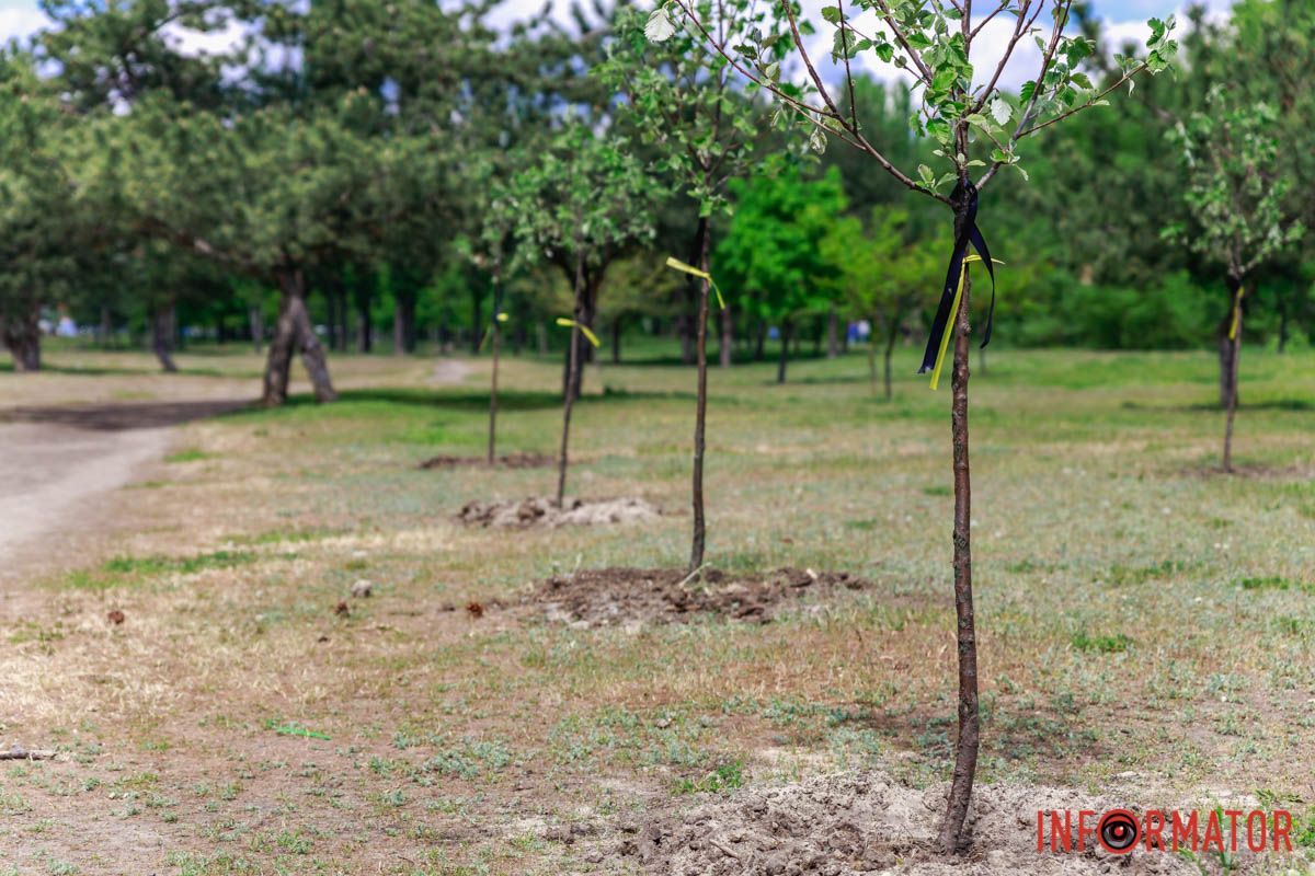 На кожному дереві можна побачити дві стрічки: чорну та блакитно-жовту
