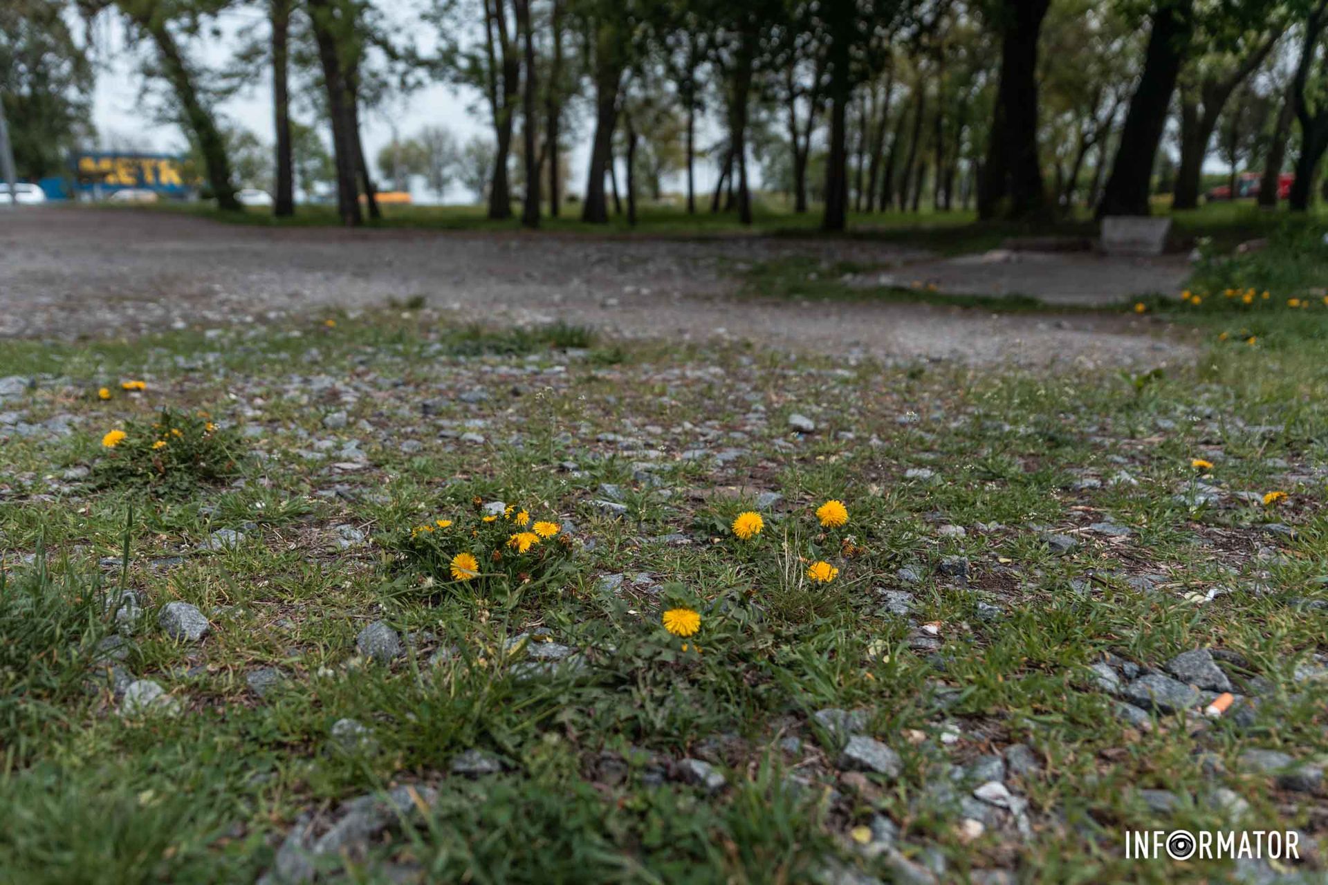 Здесь растут одуванчики Здесь растут одуванчики