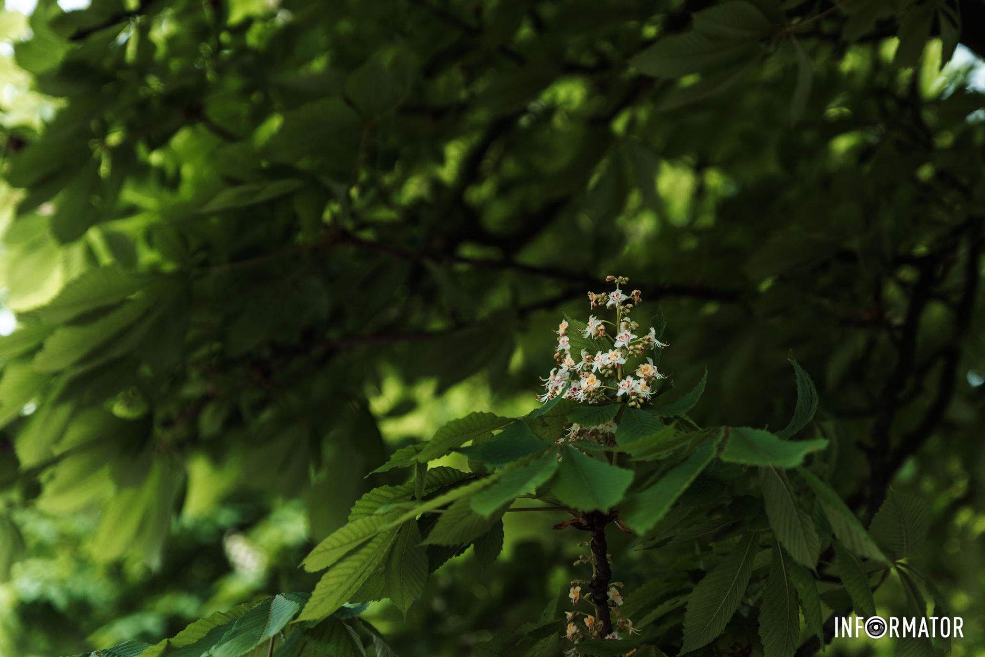 У Дніпрі квітнуть каштани У Дніпрі квітнуть каштани