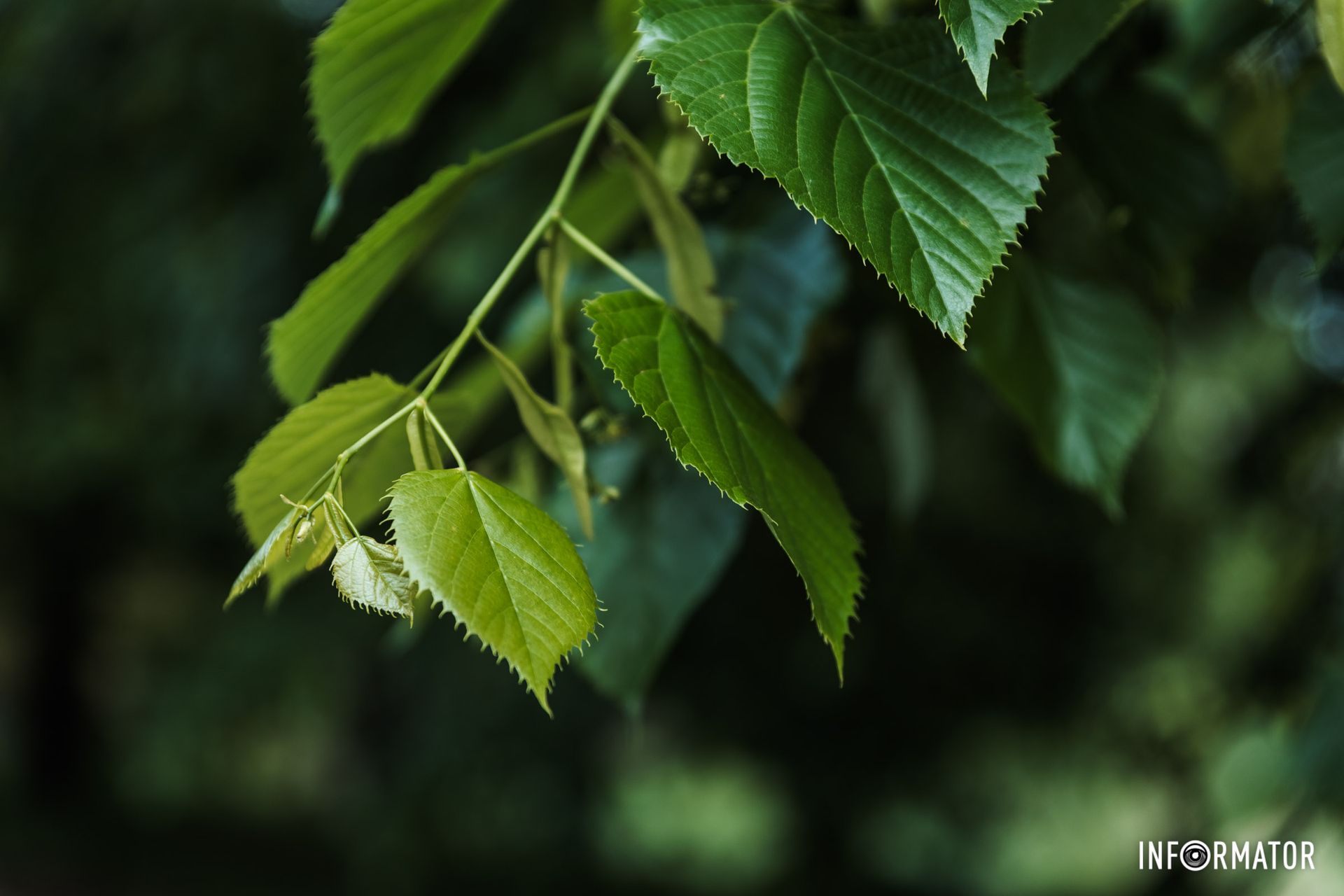 Наші оператори творять гарні фото Наші оператори творять гарні фото