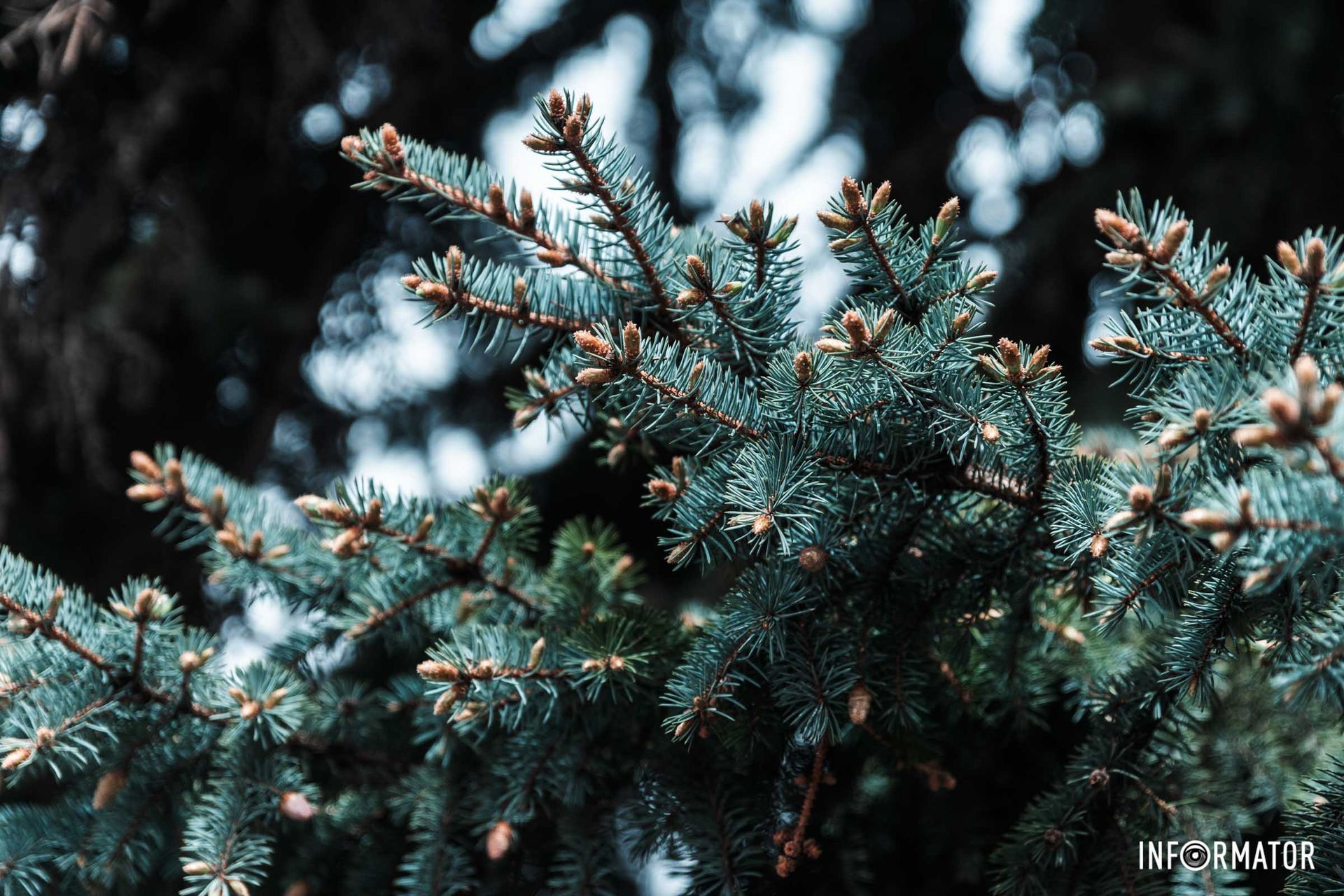 Маленькі ялинкові шишки Маленькі ялинкові шишки