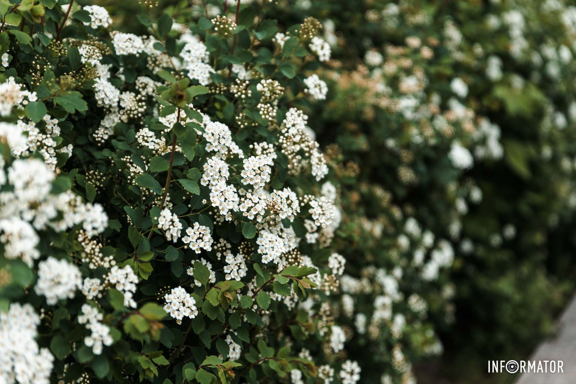 Розквіла й спірея Розквіла й спірея