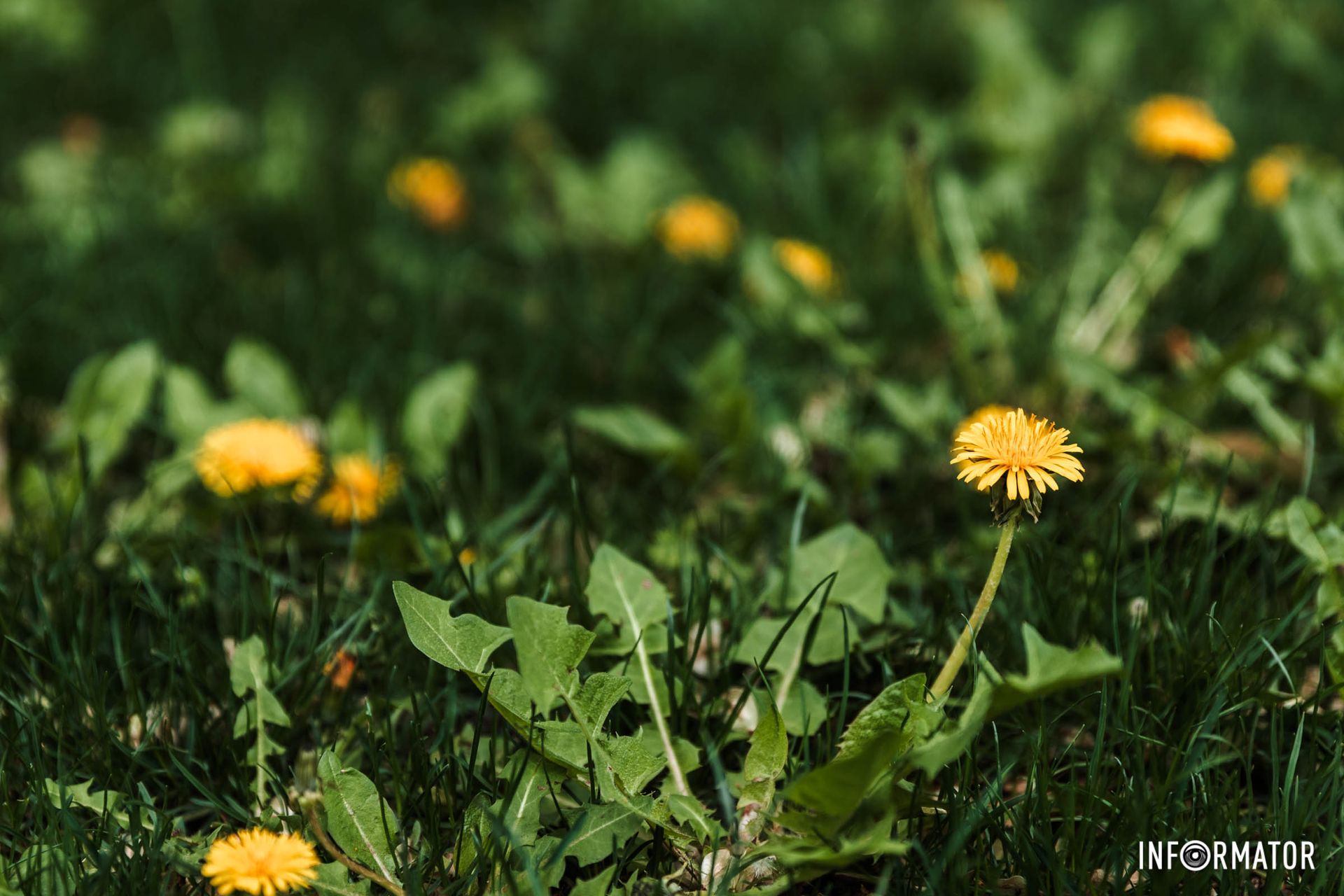 Яскраві кульбаби Яскраві кульбаби