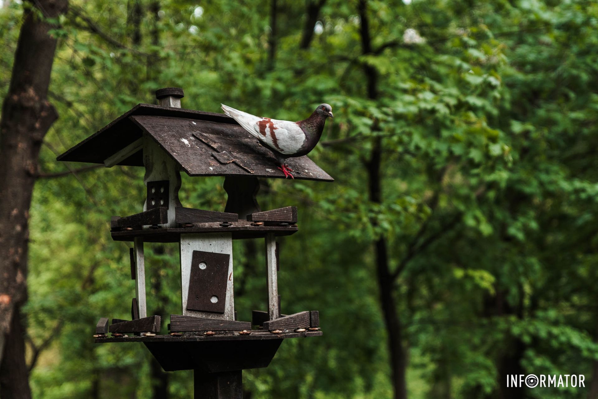 Спостерігає з висоти Спостерігає з висоти