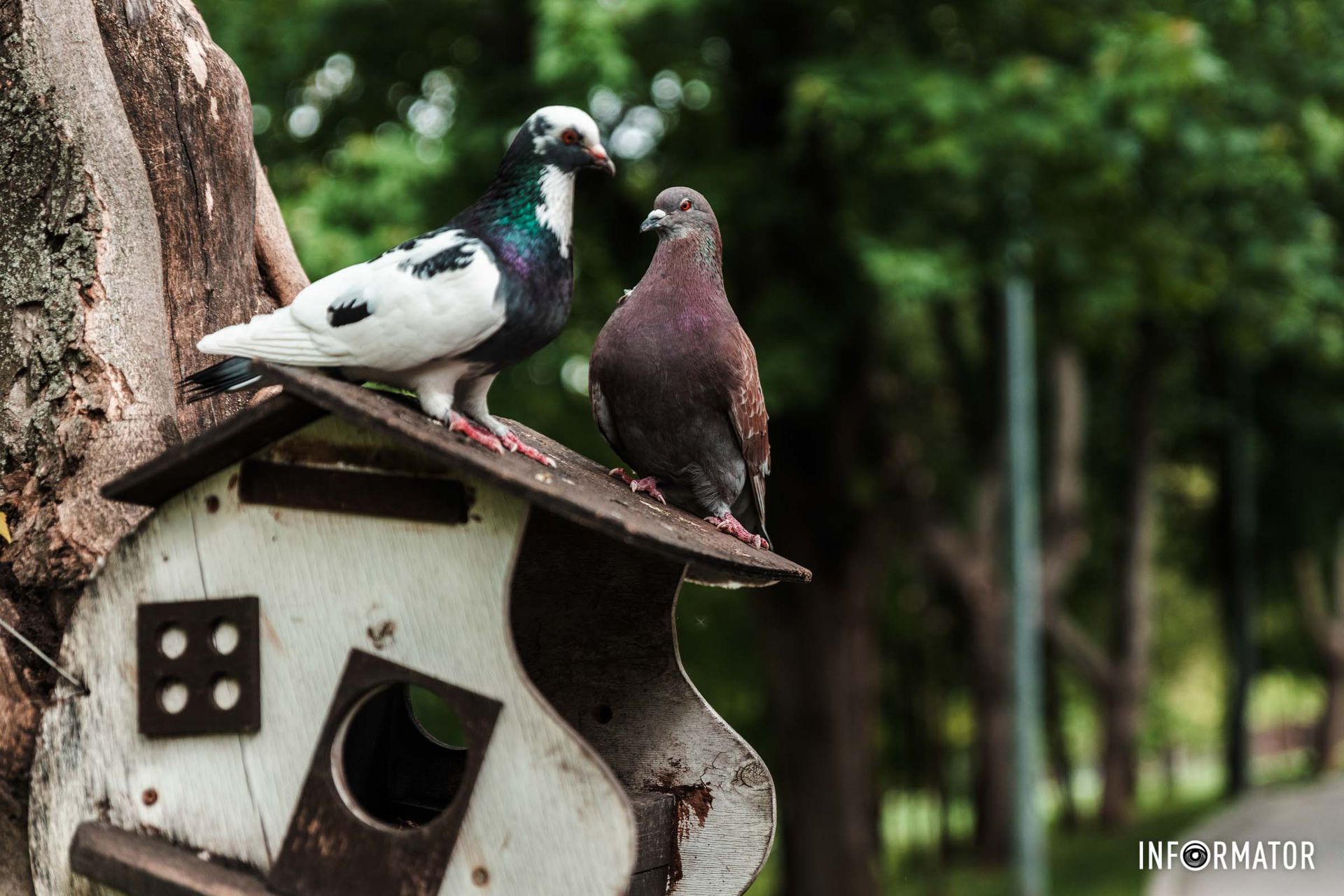 Позують для красивого фото Позують для красивого фото