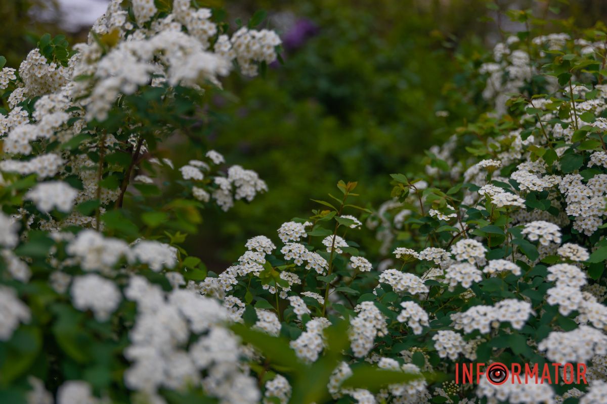 Крізь її квітуче соло