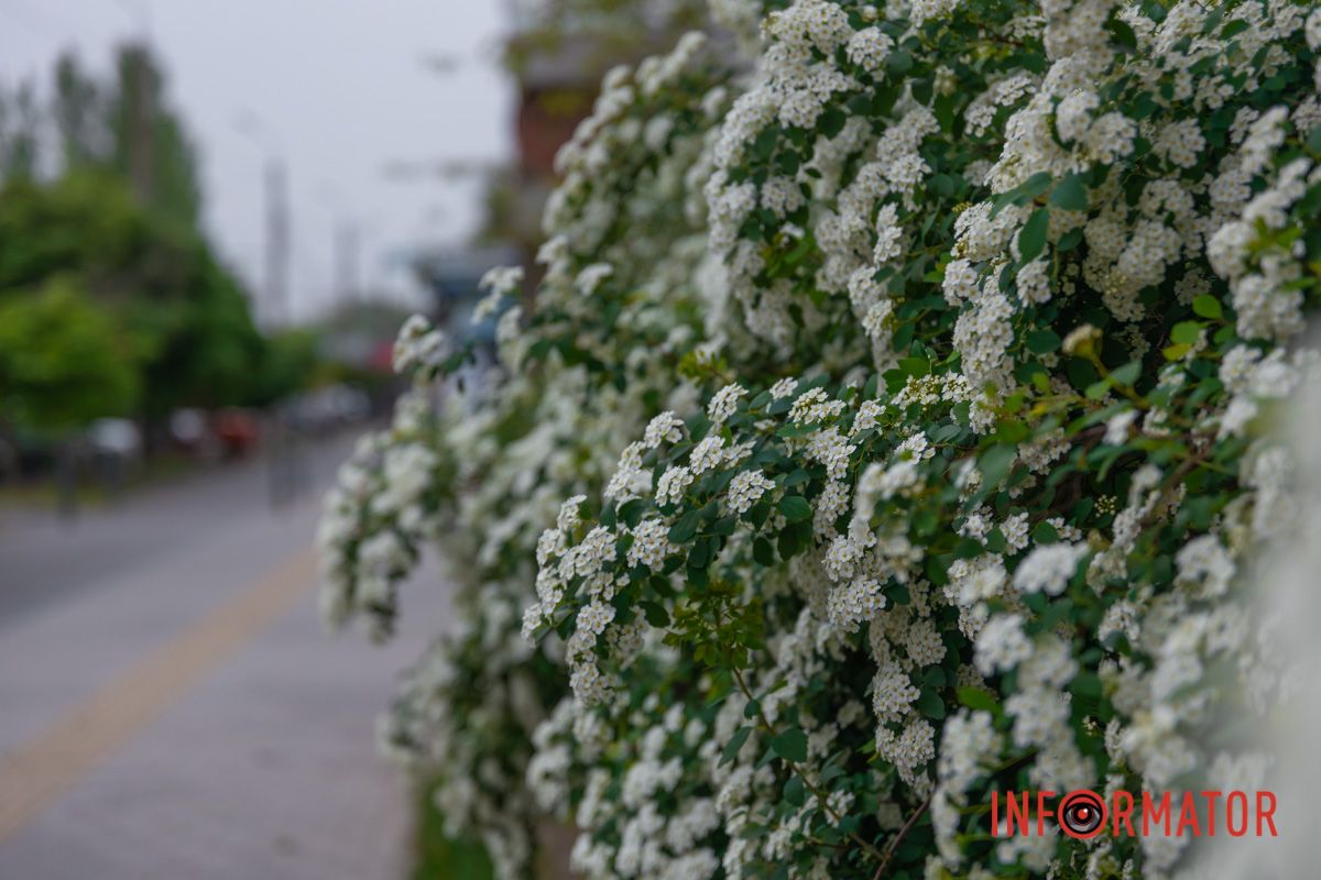 Ніжна сукня й білі коси.