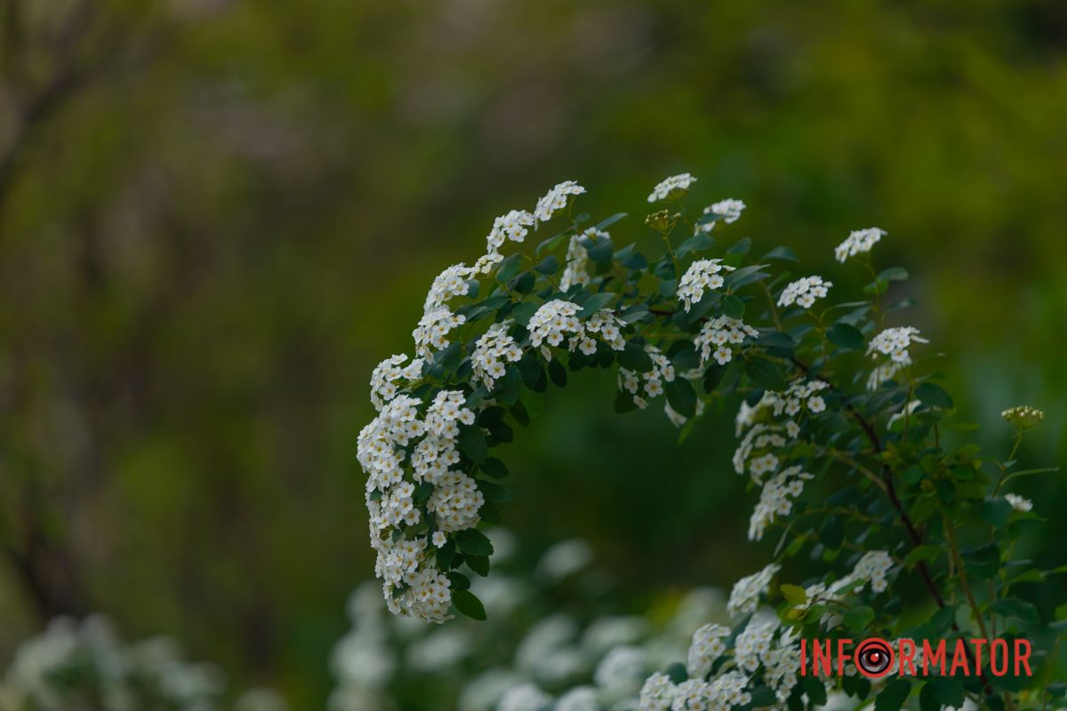 Наче сіла біля клену –