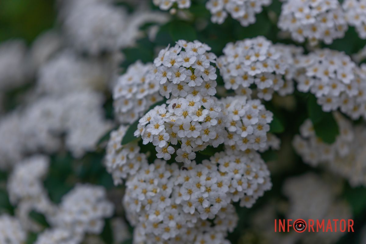 Не знайдеш - вони навколо: