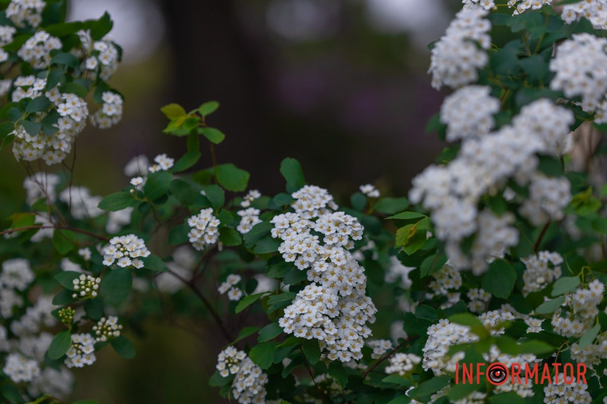 Доторкнись до ніжних віт.
