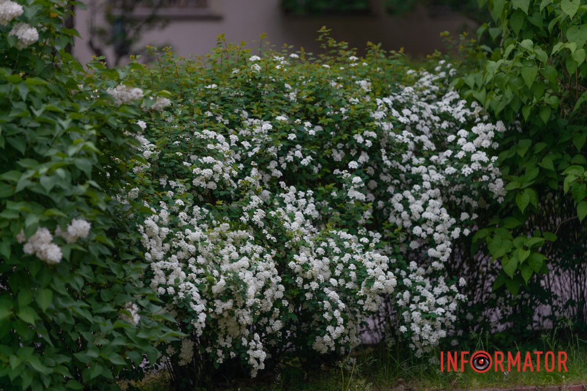 А на них тендітні роси.