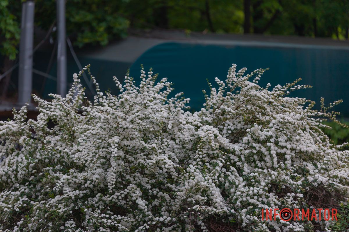 Розцвіли квітки спіреї.