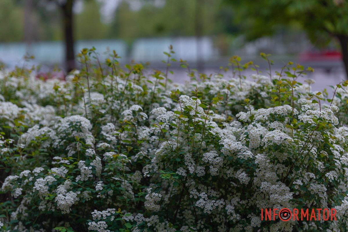 Дивовижні, наймиліші -