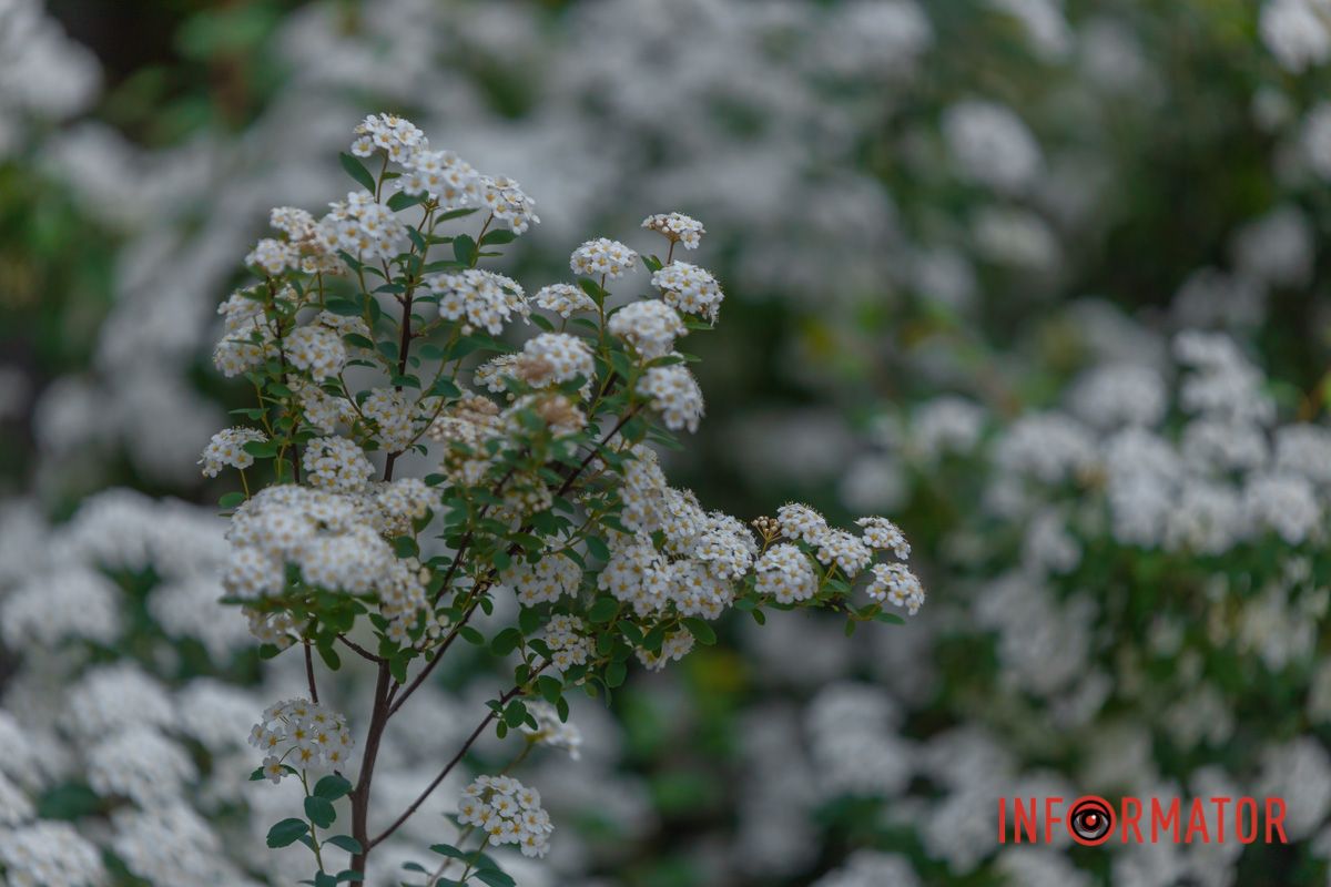 Зашумів той наречений,