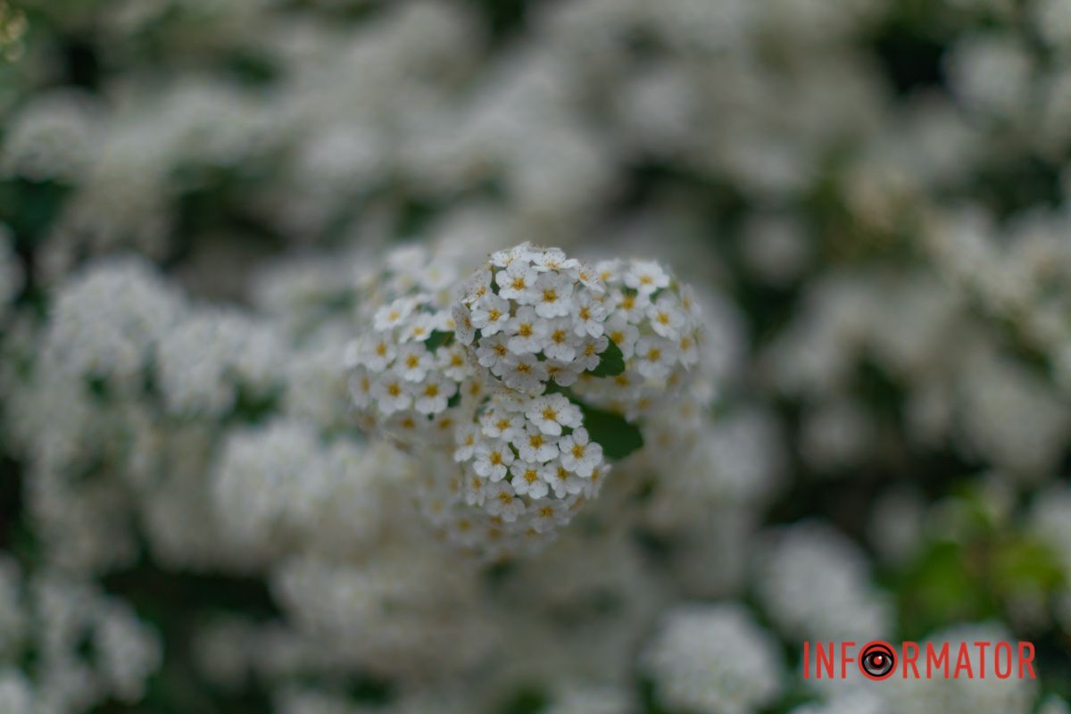 Де-не-де листки зелені,