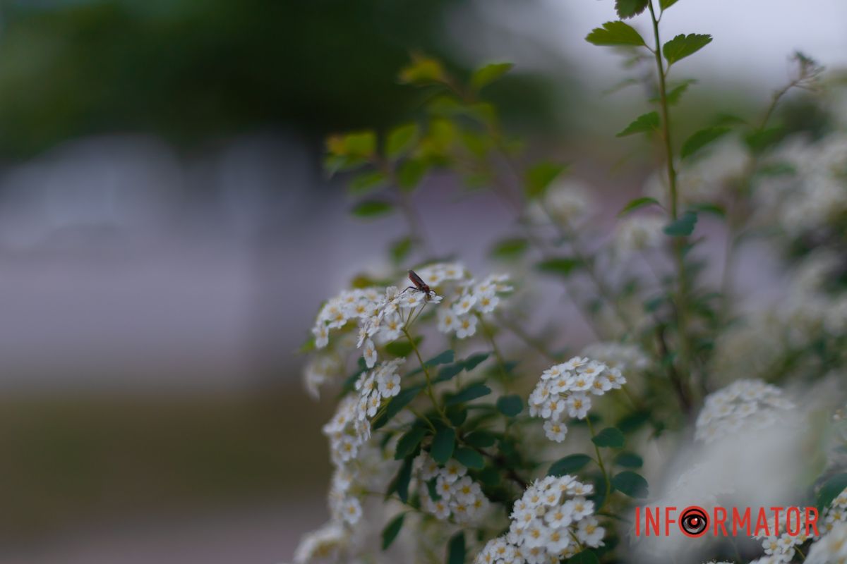 Вбрані , густо всі алеї.