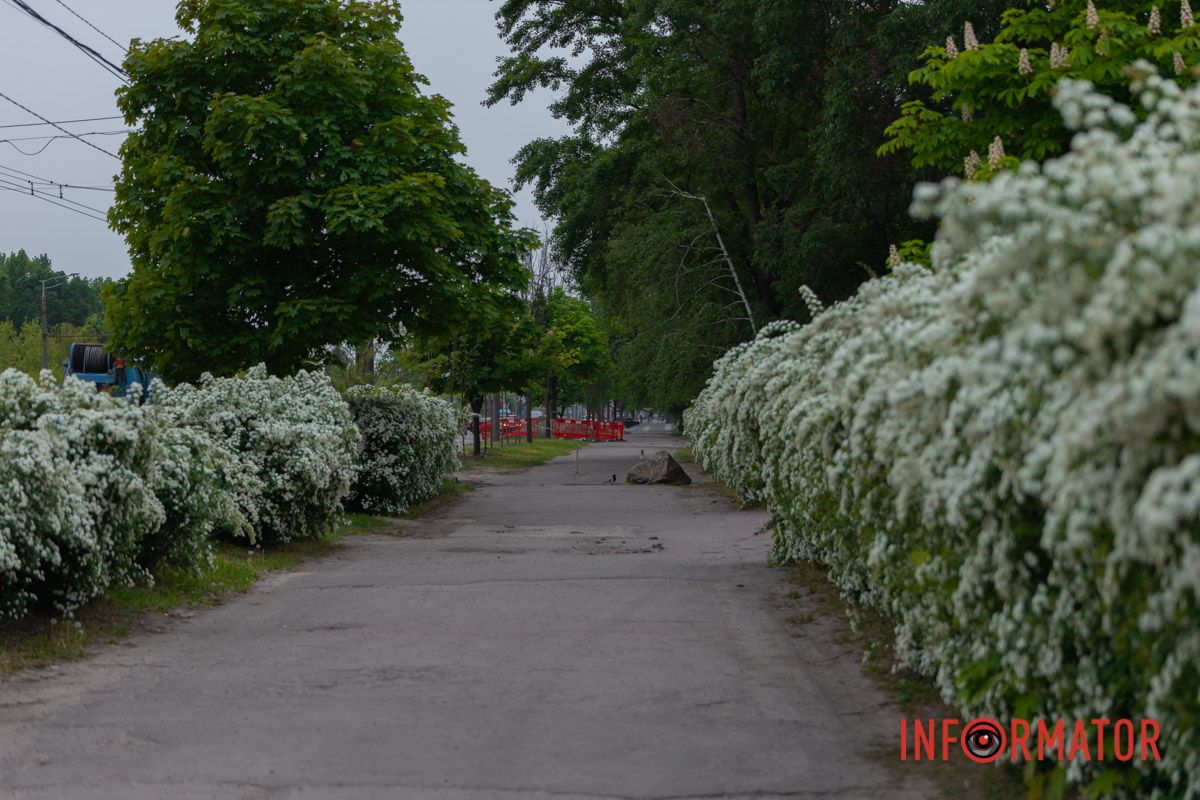 Білим цвітом, найбілішим