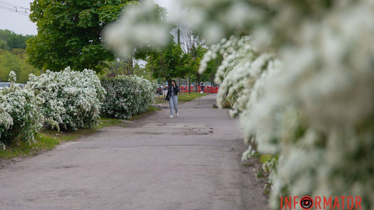 "Як в народі кажуть, наречена”: у Дніпрі розквітла Спірея Вангутта