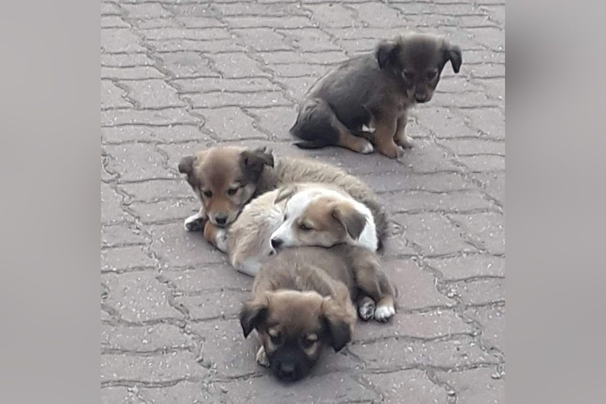 Щенки Щенки