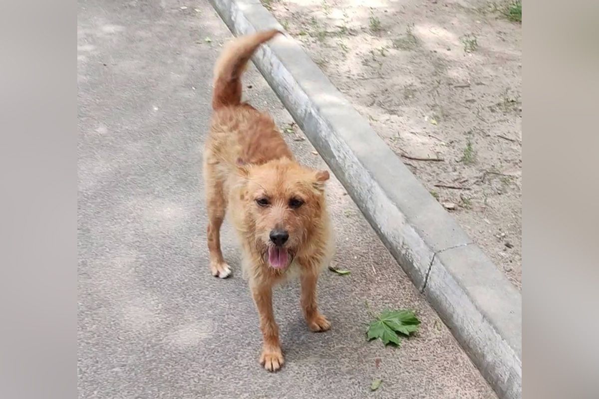 Рыжик Рыжик