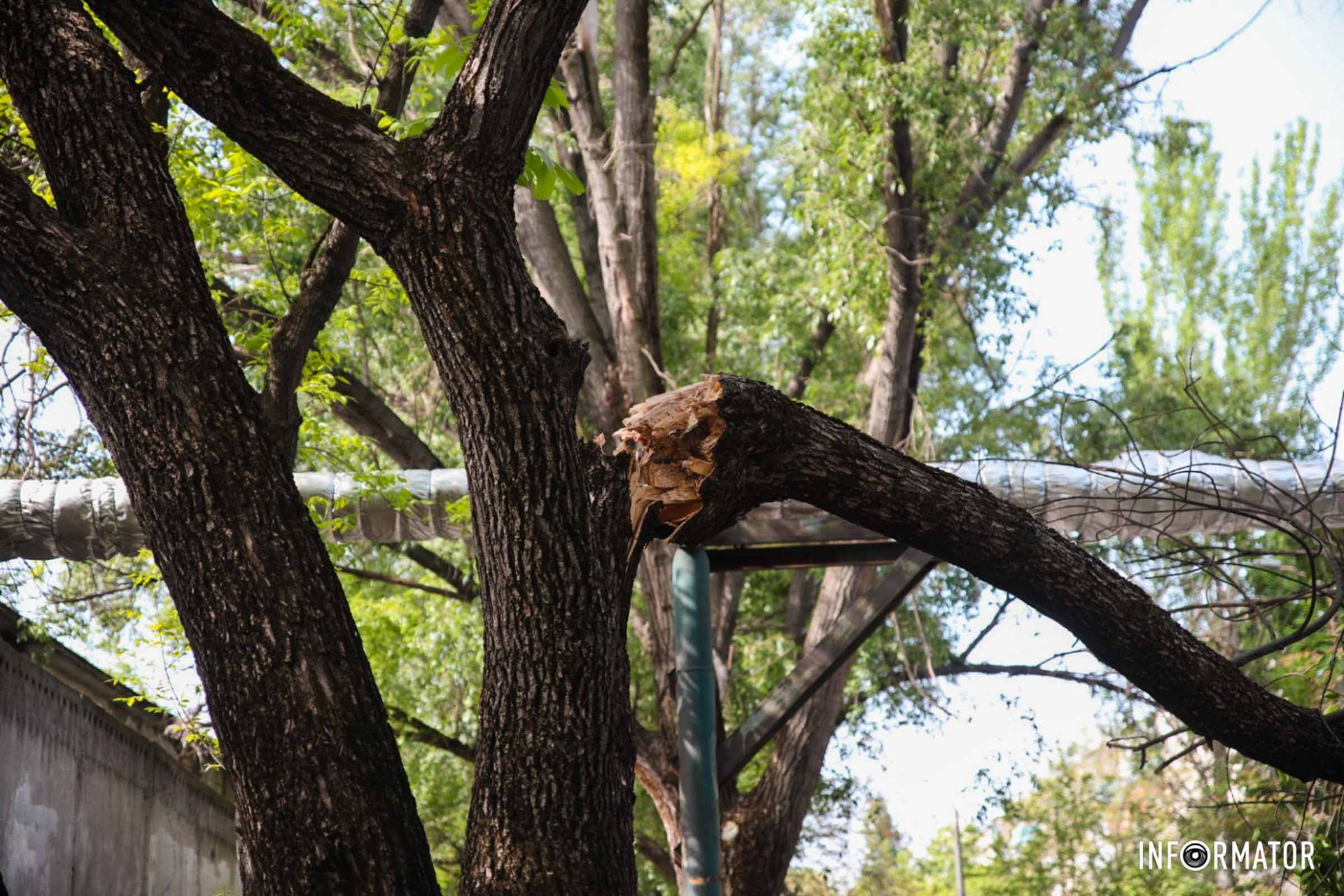 Надломилась ветвь