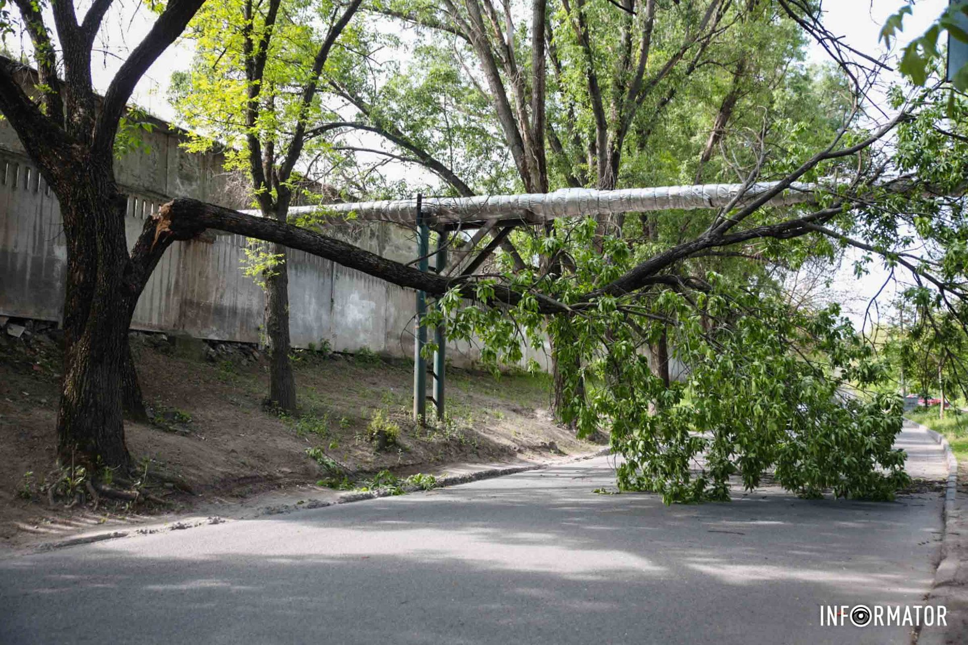 Провисла над дорогой