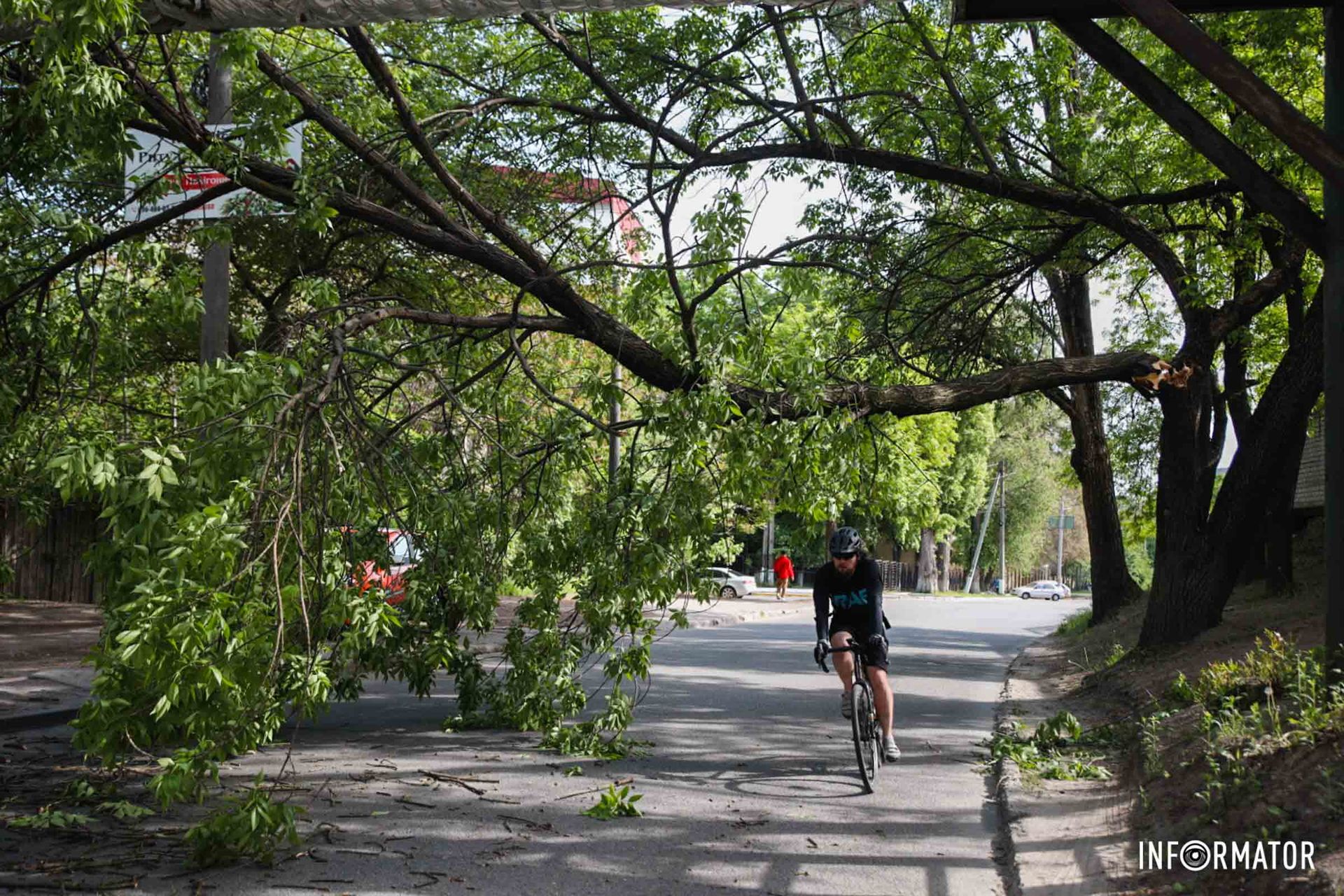 По состоянию на 09:30 утра дерево не убрали