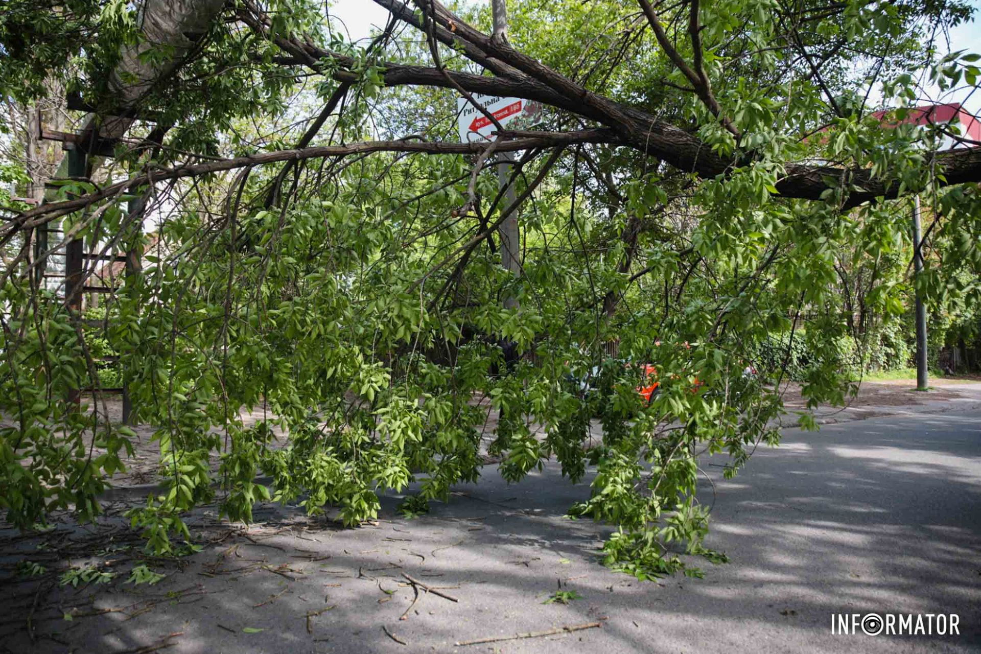 Если такое дерево упадет на автомобиль, то ремонт выйдет на значительную сумму