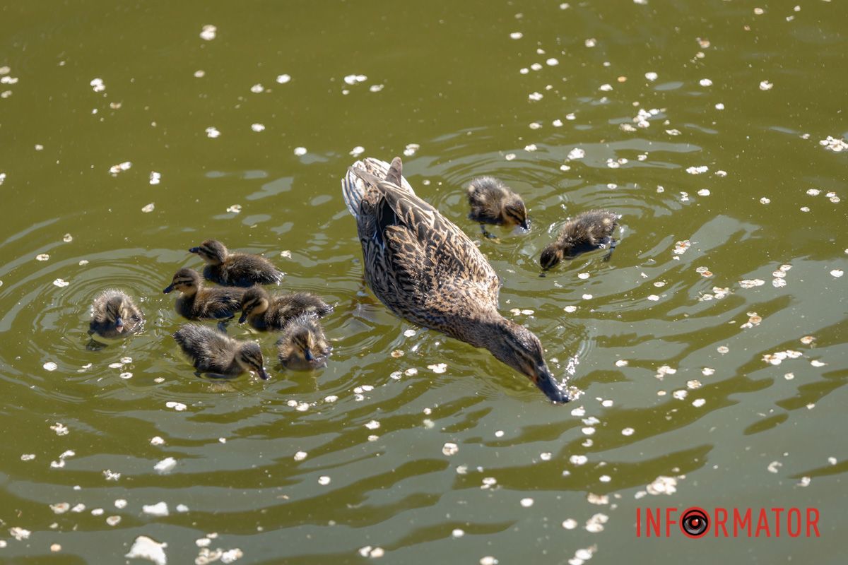 Щоб в біді не опинився, 