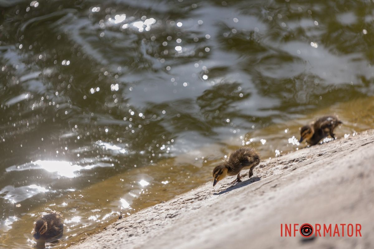 На маленьких каченят, 