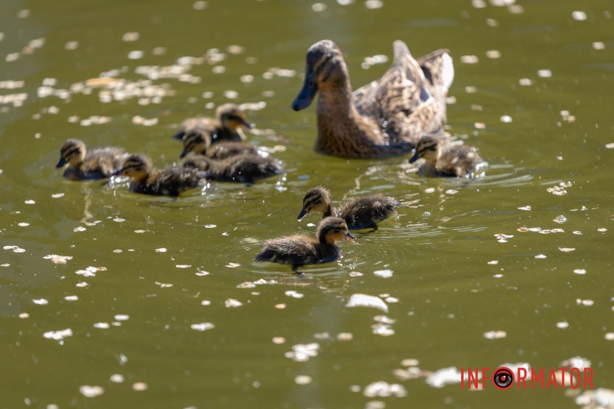 Задивилася вербичка