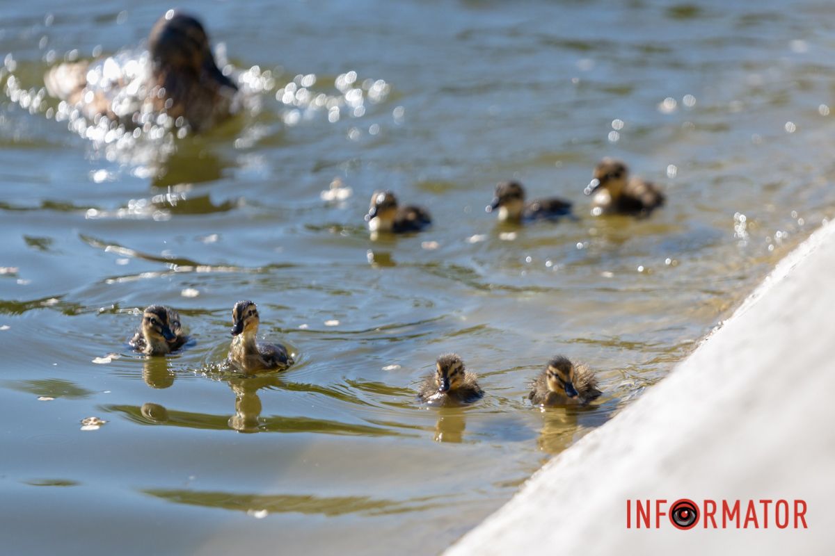 Хочуть плавать молодята, 