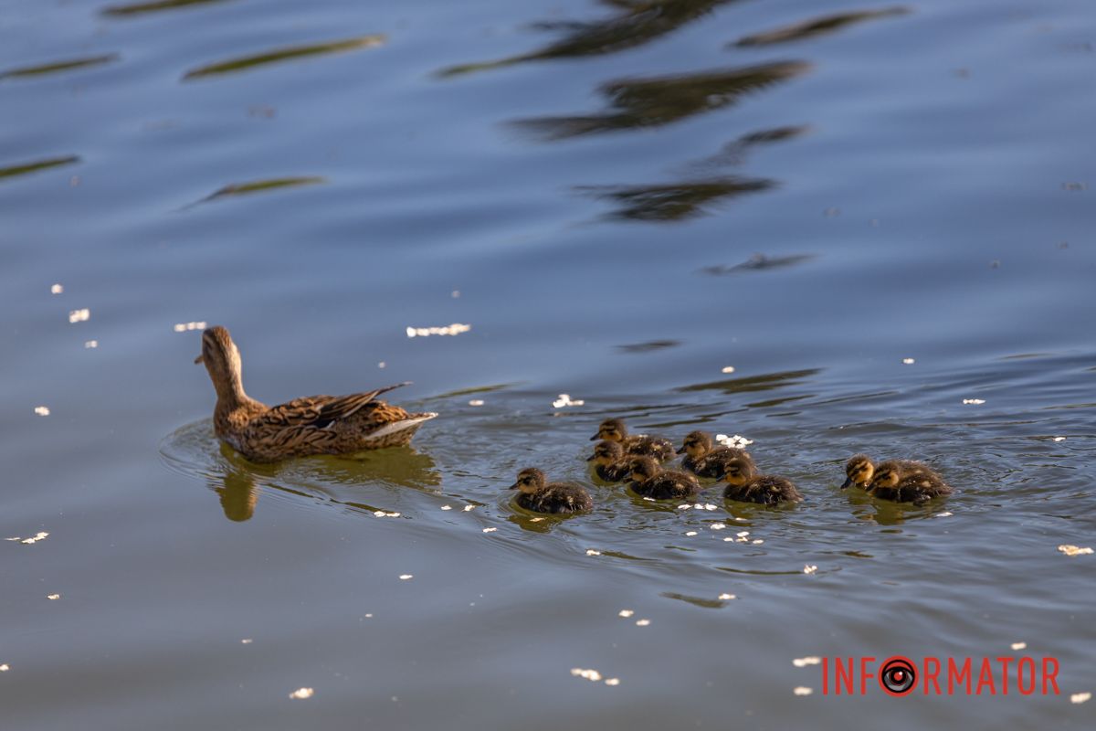 У високих комишах, 