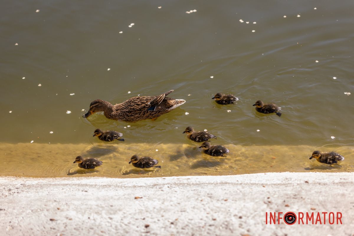 Не було у діточок.