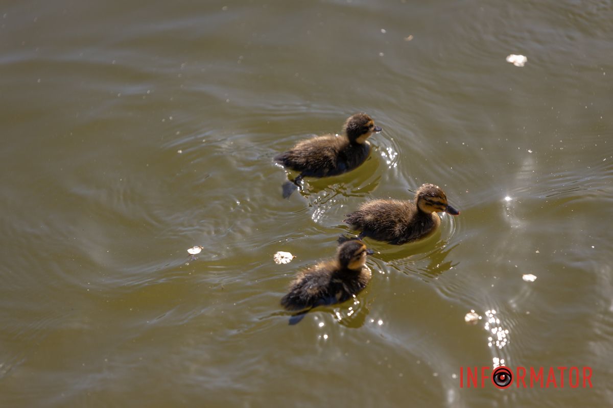 Вслід за мамою в ставок, 