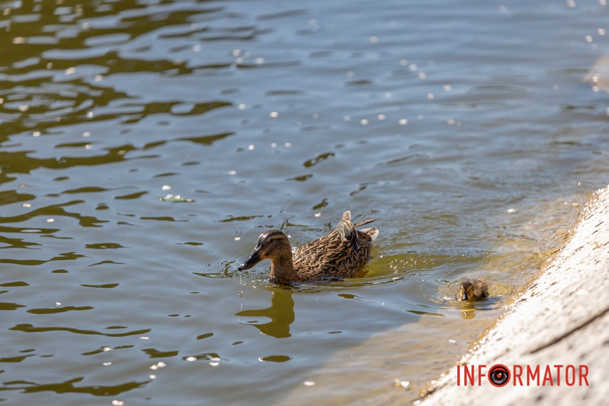 Вже така у неї звичка