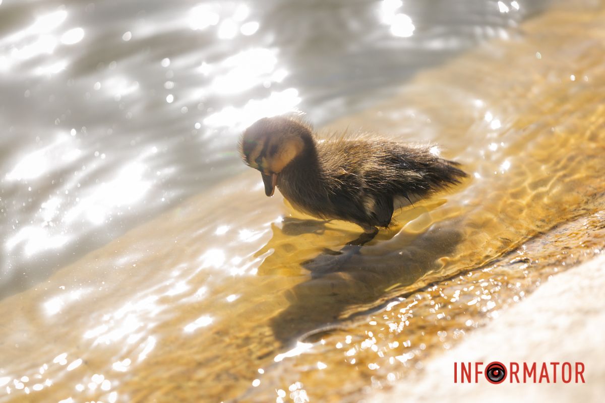 Є для цього в них ставок, 