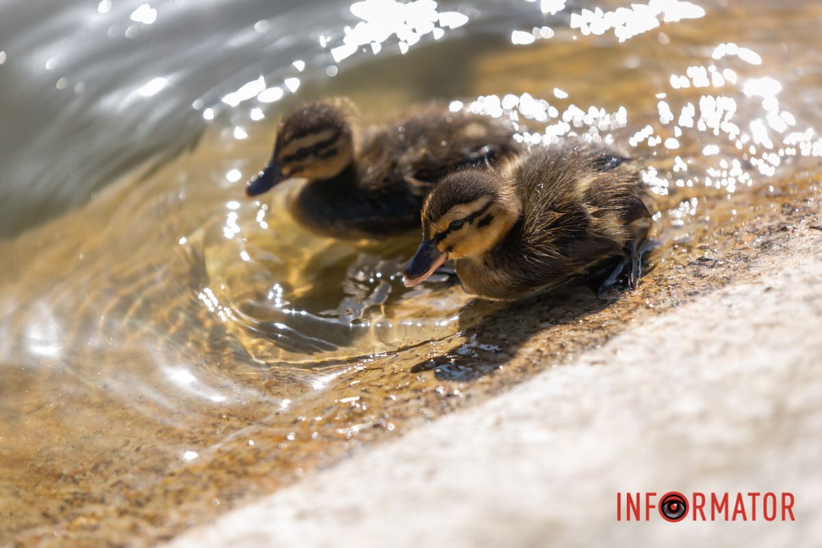 Поспішають каченята