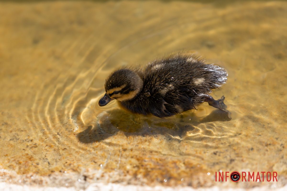 Автор: Георгій Грищенко