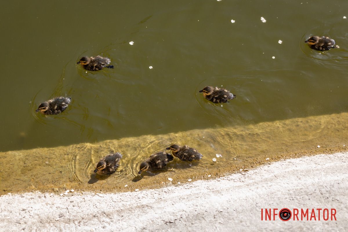 Тиша, що завжди панує, 