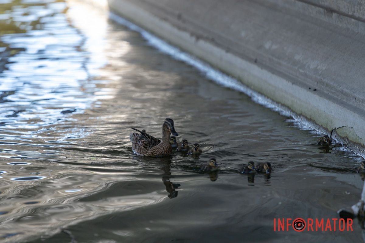 Так шукатиме маля, 