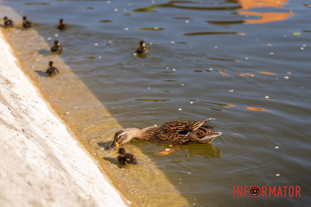 Качка вмить зарепетує, 