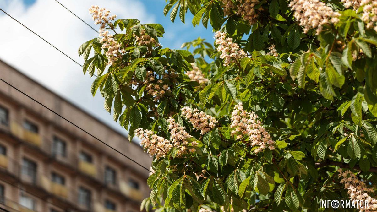 У Дніпрі буде тепло й сонячно: прогноз погоди на 3 травня