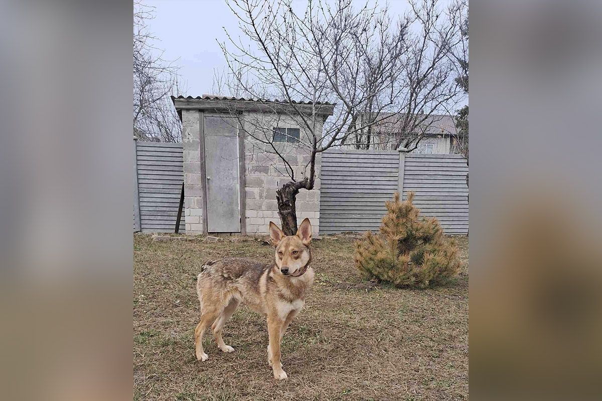 Хвостики надеются, что их заметят новые хозяева