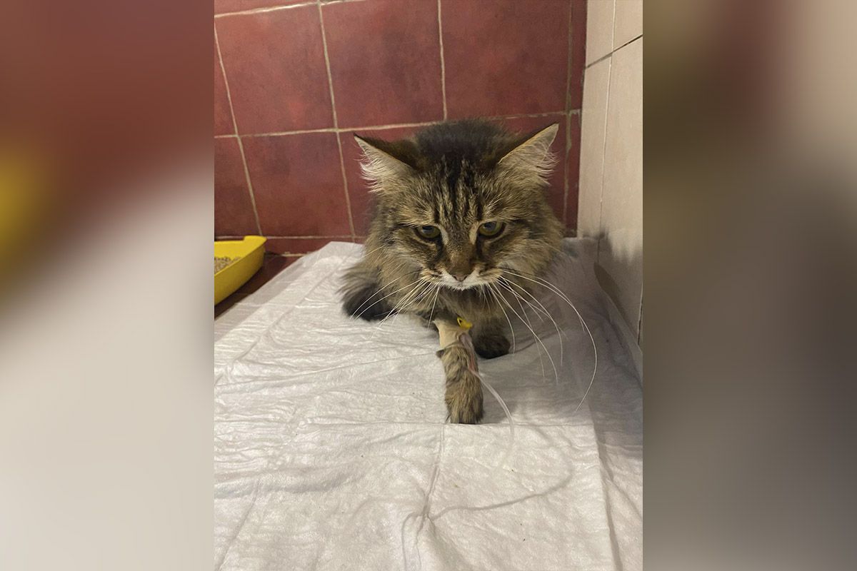 Хвостик ищет дом