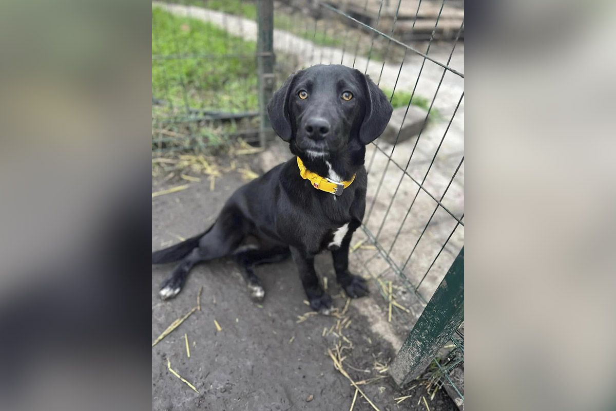 Пушистики нуждаются в помощи