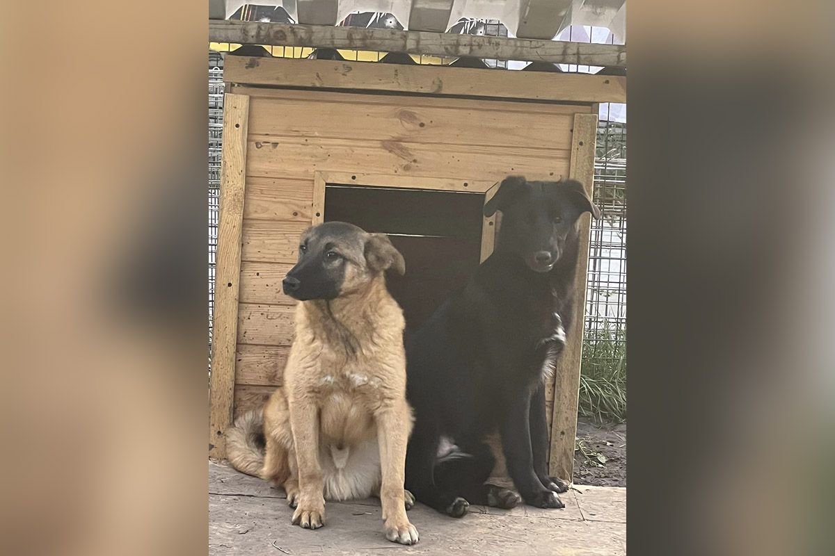 Убежище "Лучик надежды"